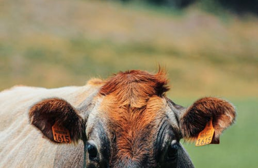 The Welsh Rural Affairs Minister must spell out the details of the Glastir programme as soon as possible, says local AM Paul Davies.