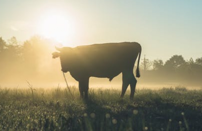 More than 10,000 cattle were slaughtered in Wales last year because of bovine TB, new figures have revealed.