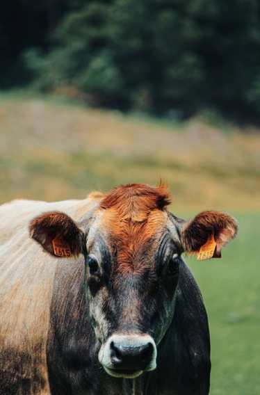 The Welsh Rural Affairs Minister must spell out the details of the Glastir programme as soon as possible, says local AM Paul Davies.