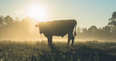 More than 10,000 cattle were slaughtered in Wales last year because of bovine TB, new figures have revealed.